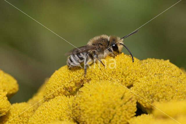 Colletes daviesanus