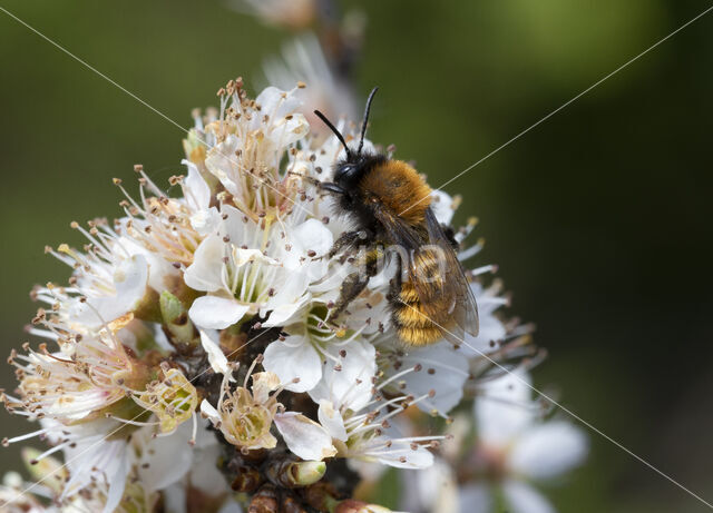 Tawny Mining Bee (Andrena fulva)