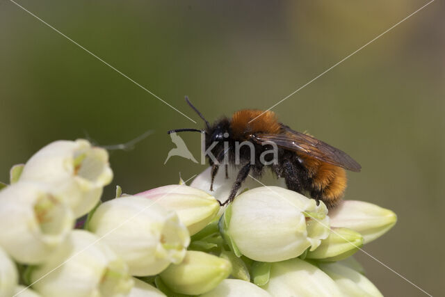 Tawny Mining Bee (Andrena fulva)