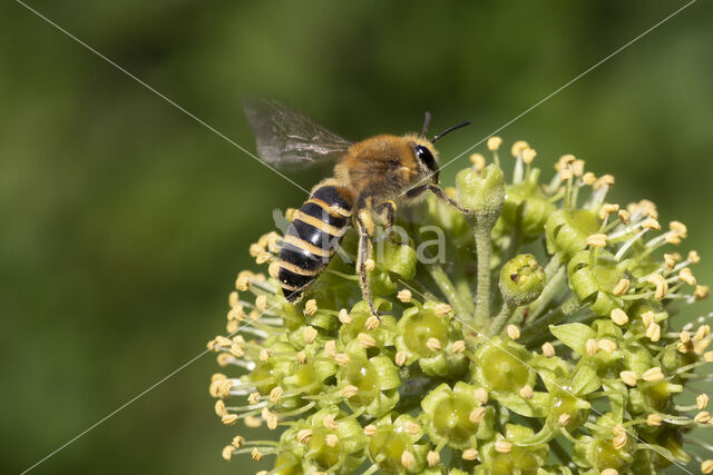 Colletes hederae