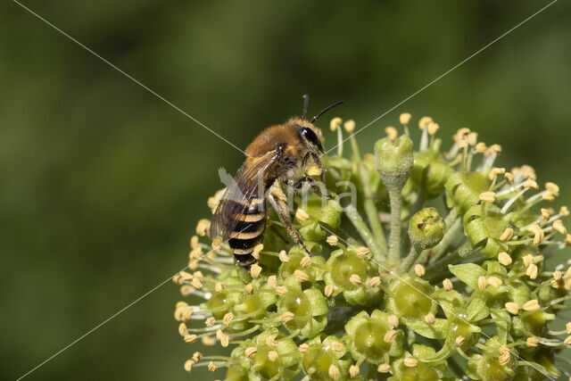 Colletes hederae