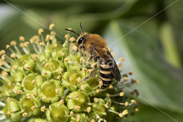 Klimopbij (Colletes hederae)