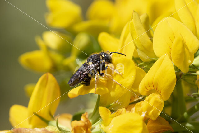 Resin bee (Anthidium strigatum)