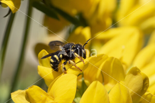 Kleine harsbij (Anthidium strigatum)