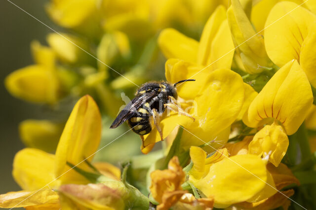 Kleine harsbij (Anthidium strigatum)