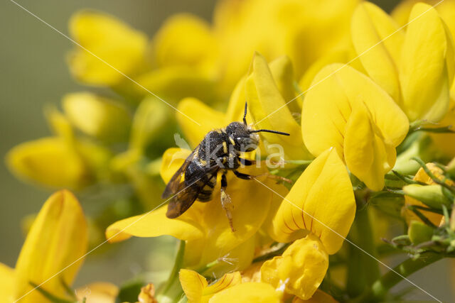 Resin bee (Anthidium strigatum)