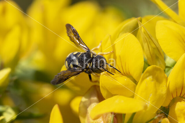 Resin bee (Anthidium strigatum)