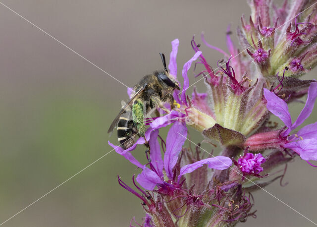 Kattenstaartdikpoot (Melitta nigricans)