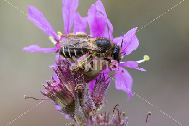 Kattenstaartdikpoot (Melitta nigricans)