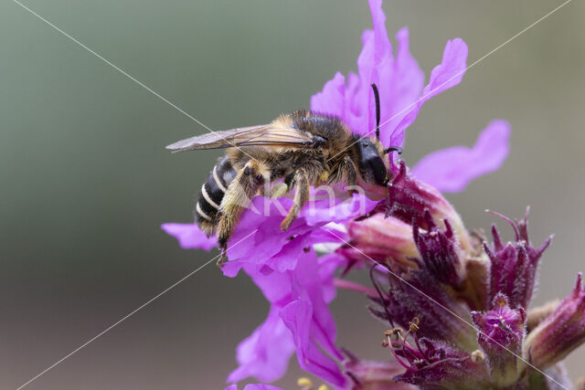 Kattenstaartdikpoot (Melitta nigricans)