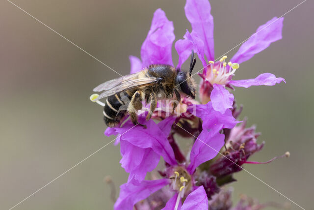 Kattenstaartdikpoot (Melitta nigricans)