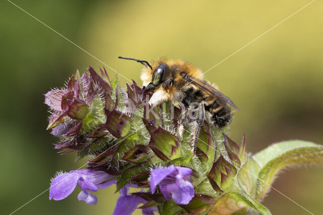 Grote bladsnijder (Megachile willughbiella)