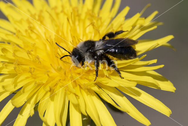 Asbij (Andrena cineraria)