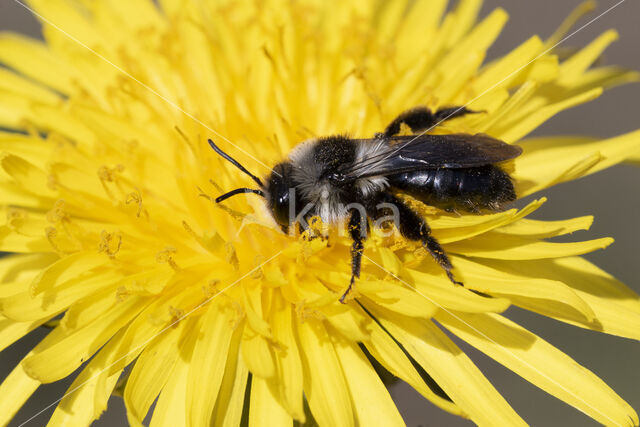 Grey Mining Bee (Andrena cineraria)
