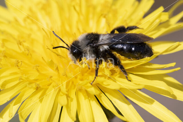 Asbij (Andrena cineraria)