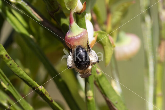 Bosbesbij (Andrena lapponica)