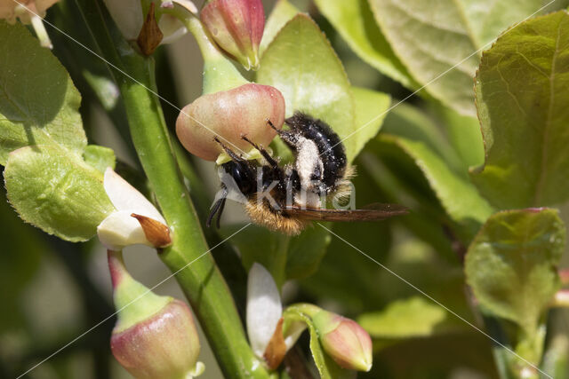 Bosbesbij (Andrena lapponica)