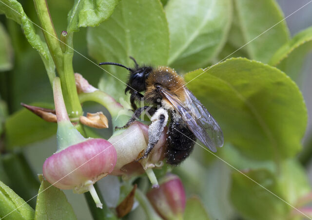 Bosbesbij (Andrena lapponica)