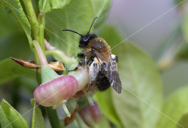 Bosbesbij (Andrena lapponica)