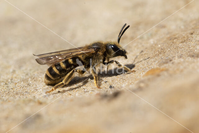 Breedbandgroefbij (Halictus scabiosae)