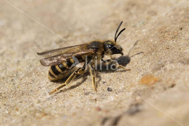 Breedbandgroefbij (Halictus scabiosae)