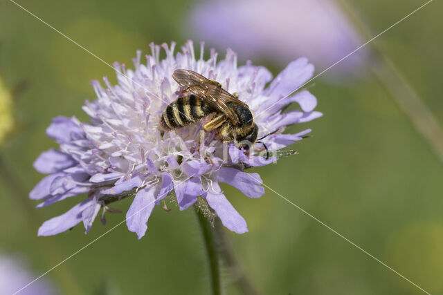 Breedbandgroefbij (Halictus scabiosae)