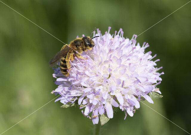Breedbandgroefbij (Halictus scabiosae)
