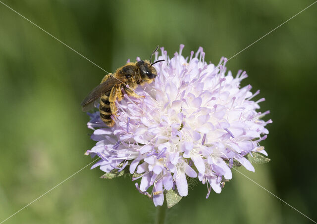 Breedbandgroefbij (Halictus scabiosae)