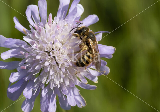 Breedbandgroefbij (Halictus scabiosae)