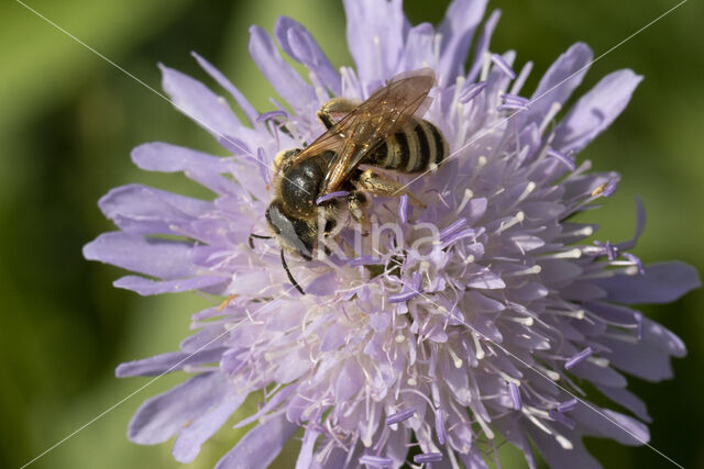 Breedbandgroefbij (Halictus scabiosae)