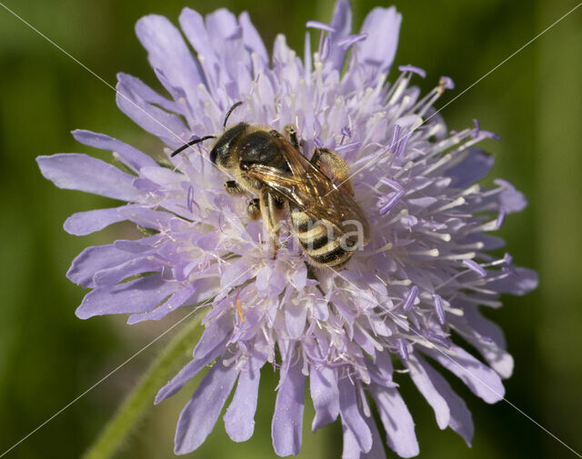 Breedbandgroefbij (Halictus scabiosae)