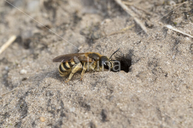 Breedbandgroefbij (Halictus scabiosae)