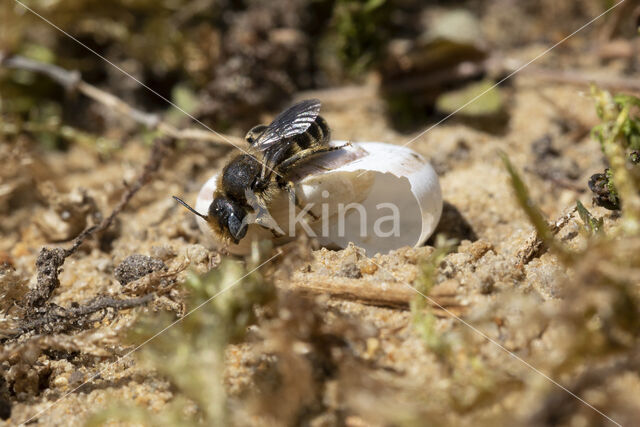 Gedoornde slakkenhuisbij (Osmia spinulosa)