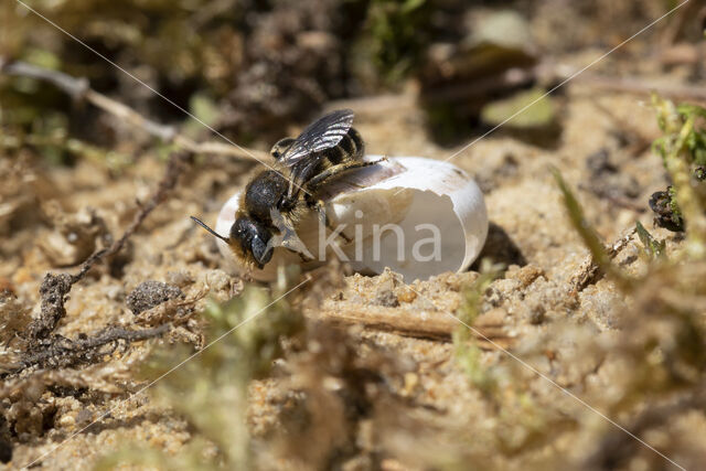 Osmia spinulosa