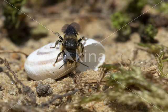 Gedoornde slakkenhuisbij (Osmia spinulosa)