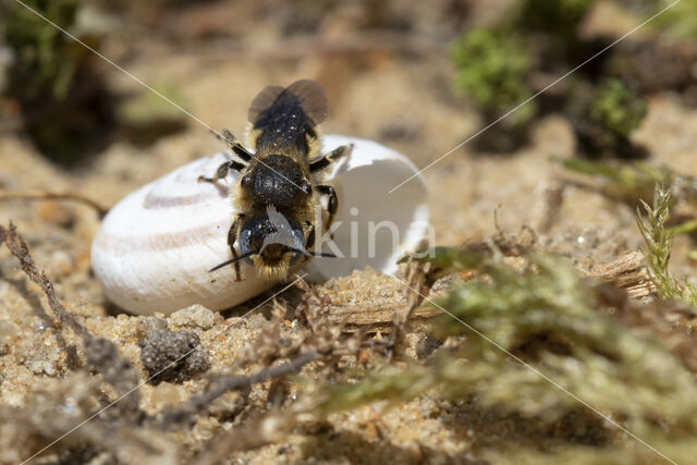 Osmia spinulosa