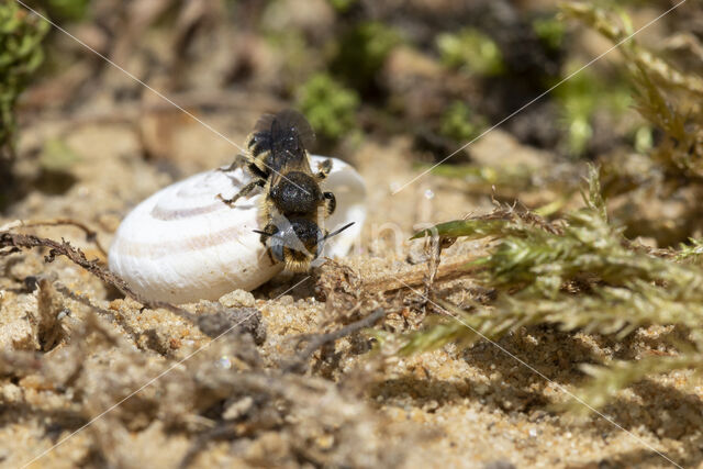 Gedoornde slakkenhuisbij (Osmia spinulosa)