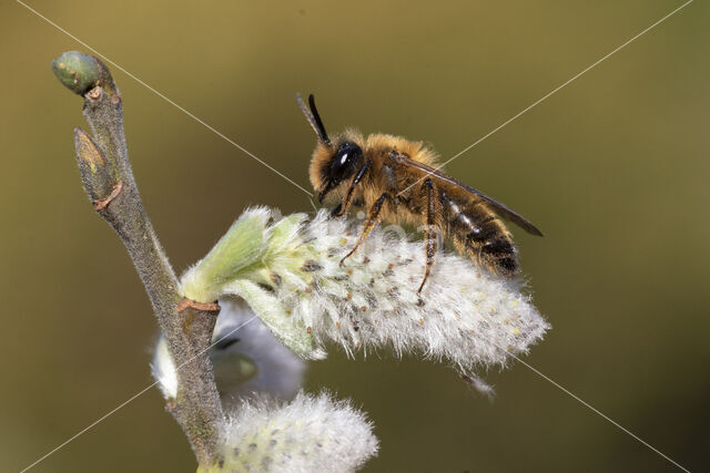 Grasbij (Andrena flavipes)