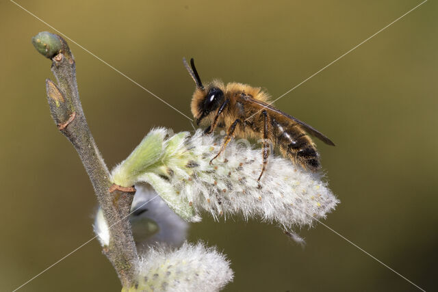 Yellow-legged Mining Bee (Andrena flavipes)