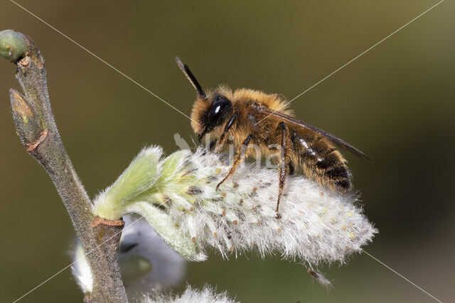 Grasbij (Andrena flavipes)