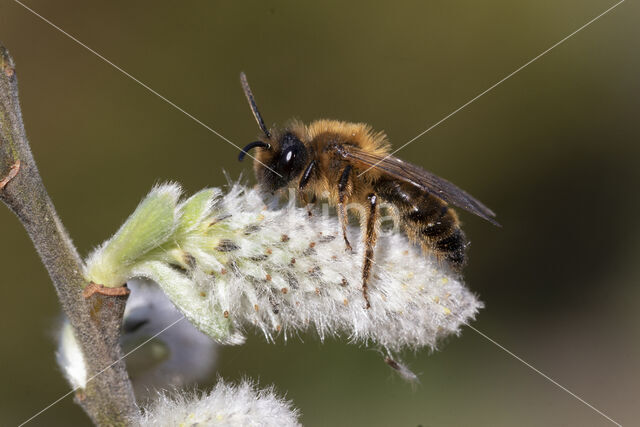 Grasbij (Andrena flavipes)