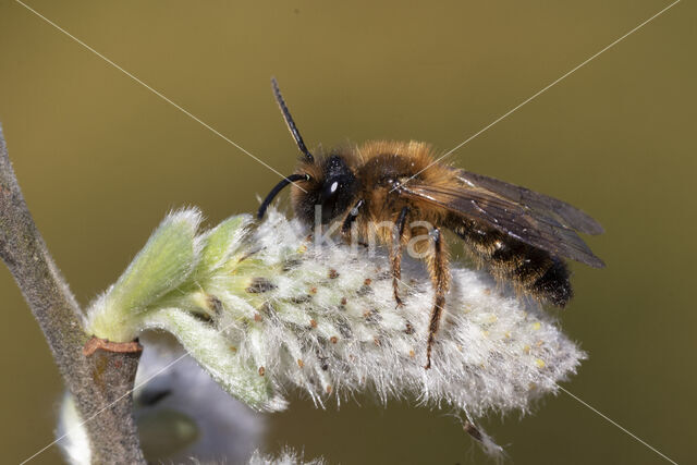 Grasbij (Andrena flavipes)