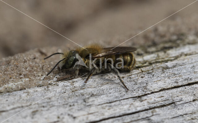 Blauwe metselbij (Osmia caerulescens)