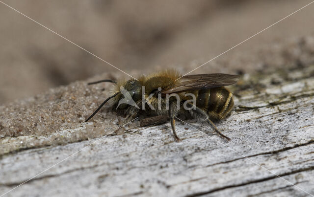 Blauwe metselbij (Osmia caerulescens)