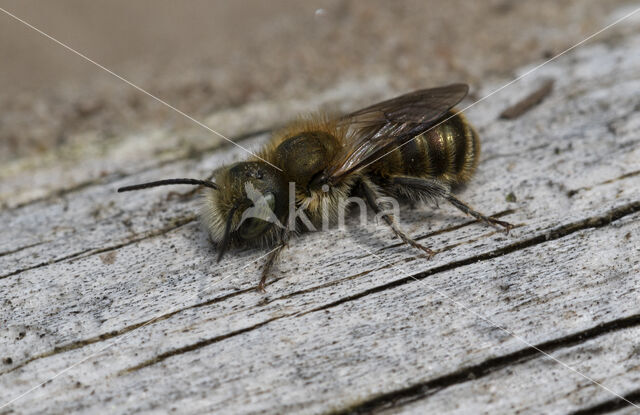 Osmia caerulescens