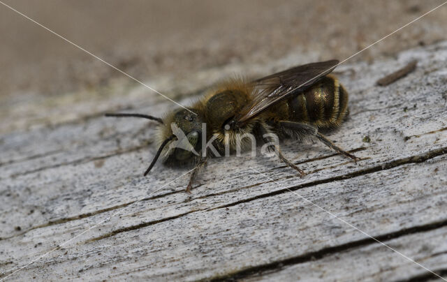 Blauwe metselbij (Osmia caerulescens)