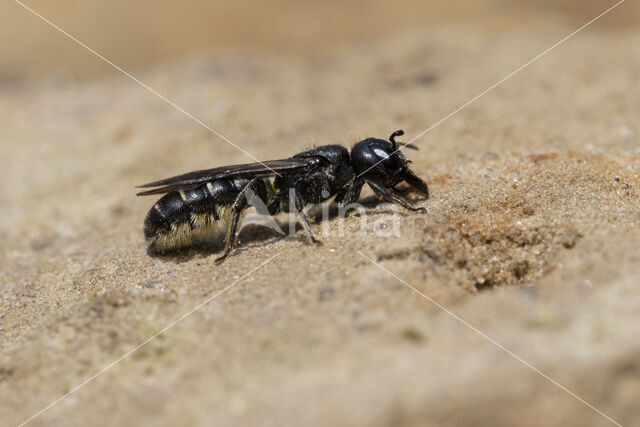 Sleepy Carpenter Bee (Chelostoma florisomne)