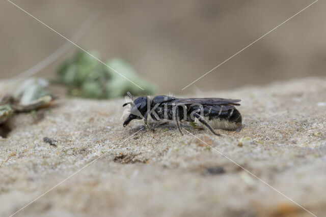 Sleepy Carpenter Bee (Chelostoma florisomne)