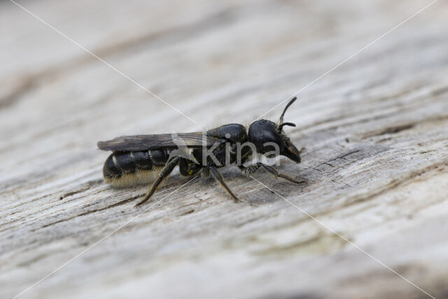 Sleepy Carpenter Bee (Chelostoma florisomne)