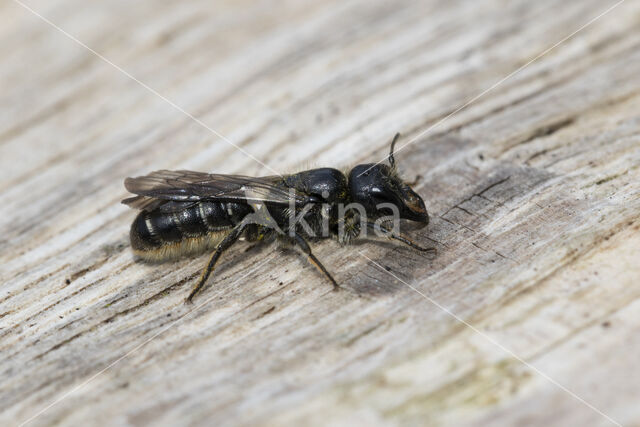 Sleepy Carpenter Bee (Chelostoma florisomne)